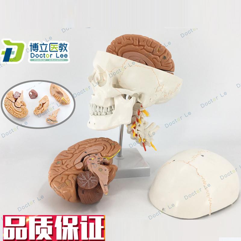 人体头颅骨大脑模型头p骨模型1:1颅脑神经外科解剖头骨模型医教