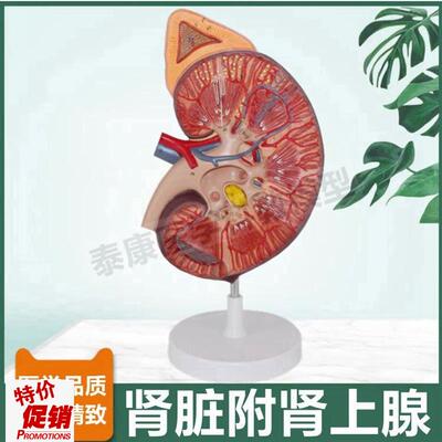 人体肾脏模型肾上腺放大审单位肾小E球蛋白尿形成尿液泌尿器官病