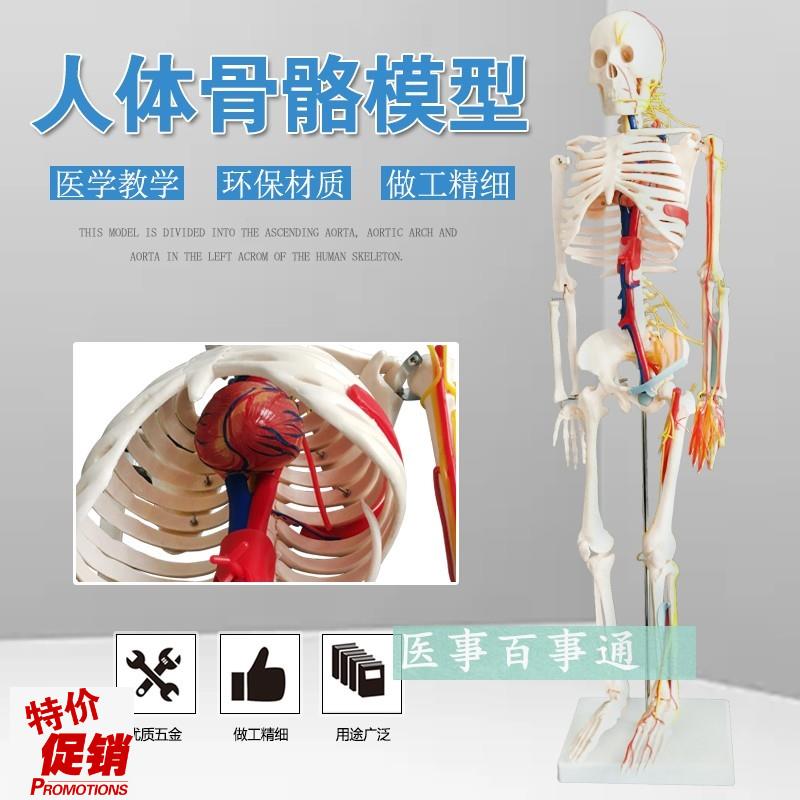 人体模型人e体骨骼模型85CM人骨模型附主神经与主动静脉模型