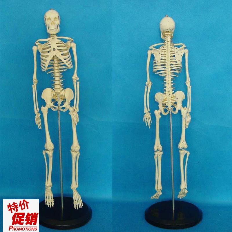 人体模型65CM人体骨骼模型A骨架教学模型素描动漫医学教具