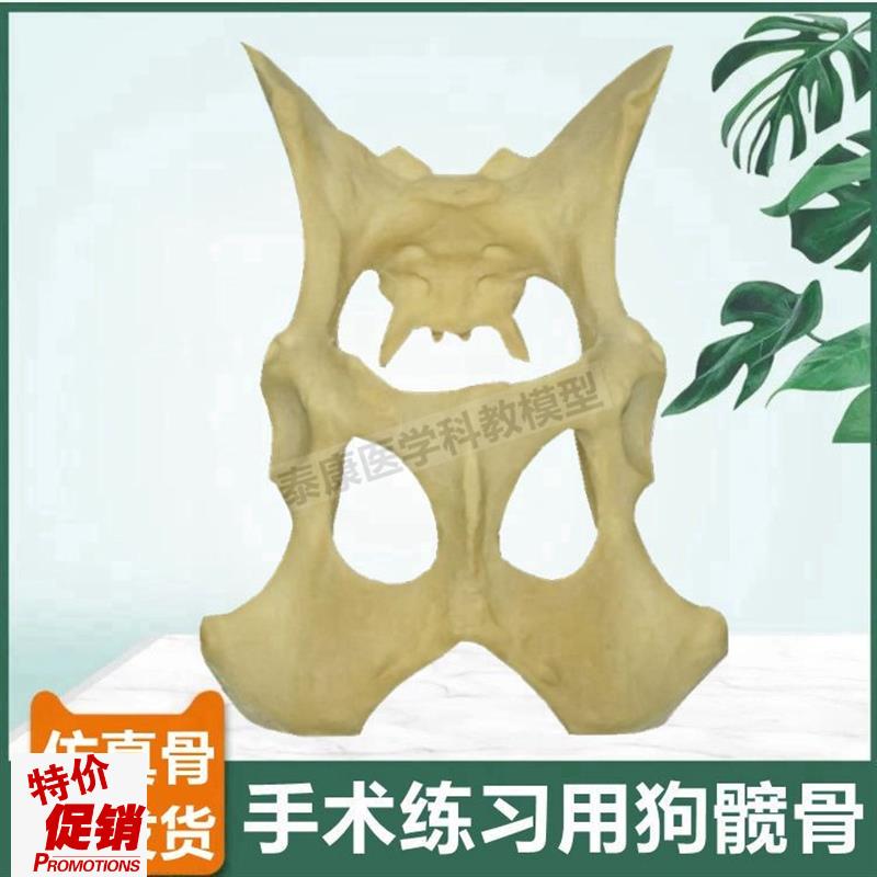 狗髋骨模型仿f真骨手术练习用假骨头犬四肢标本宠物医生用兽医动