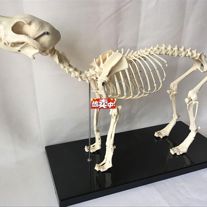 热销狗骨架模型动物犬h骨骼兽医教学教具犬骨架犬科教学宠物头尾