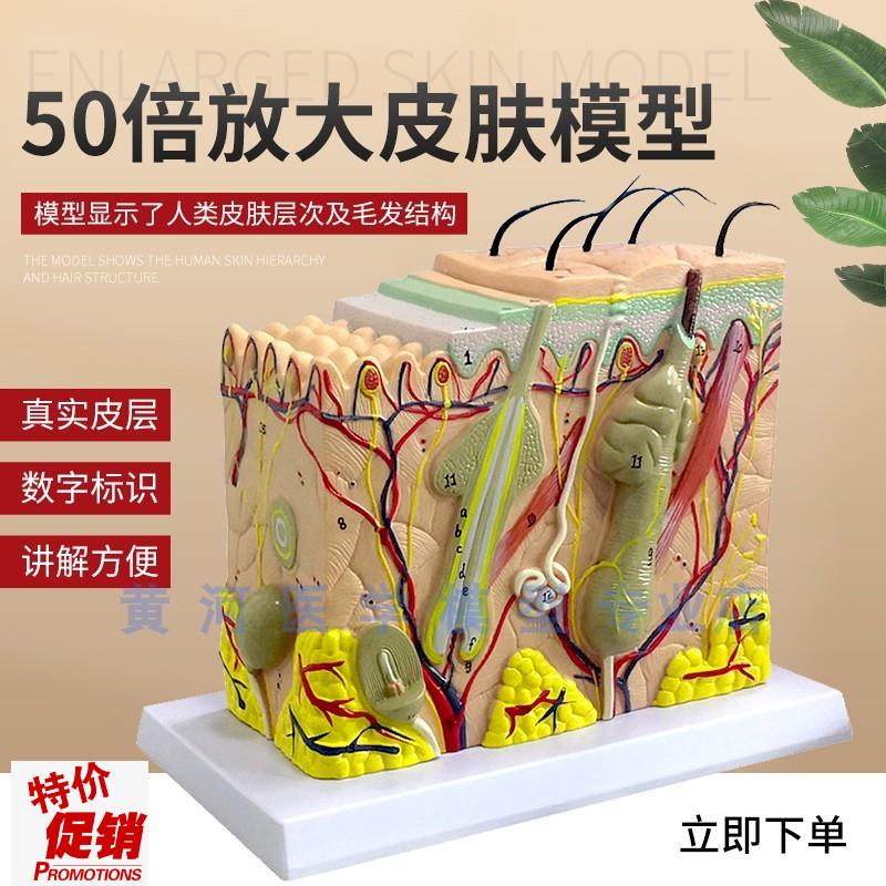 人体皮肤结构解剖模型组s织层次放大皮肤构造具微整形演示美容教