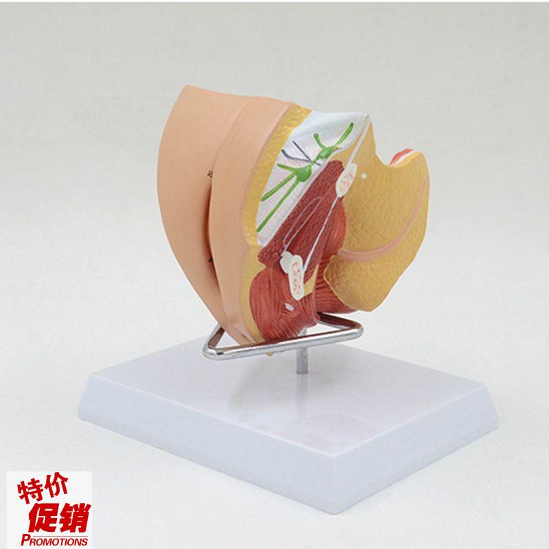 女生殖器解剖模型盆o腔盆底泌尿膀胱会阴子宫肛管直肠妇科医学教
