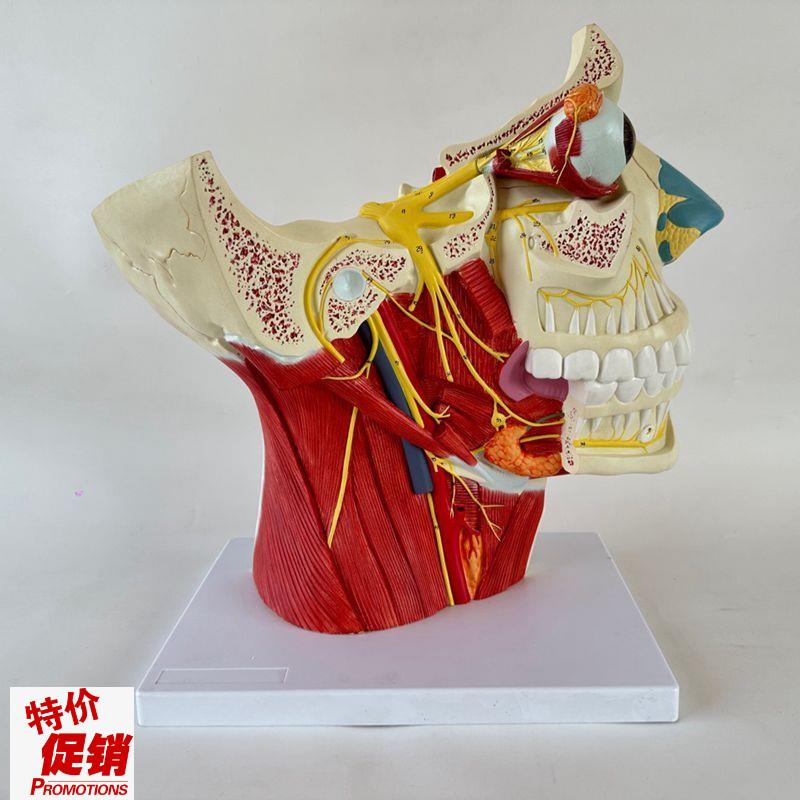康泰医模型12对脑神经分布颅脑面部肌肉神经血管T口腔牙齿咽喉颈