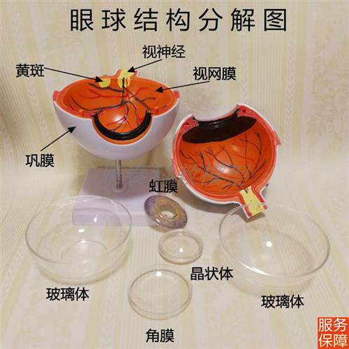 眼球模型教学仪器医用眼球解剖模g型眼球玩具可拆卸放大6倍
