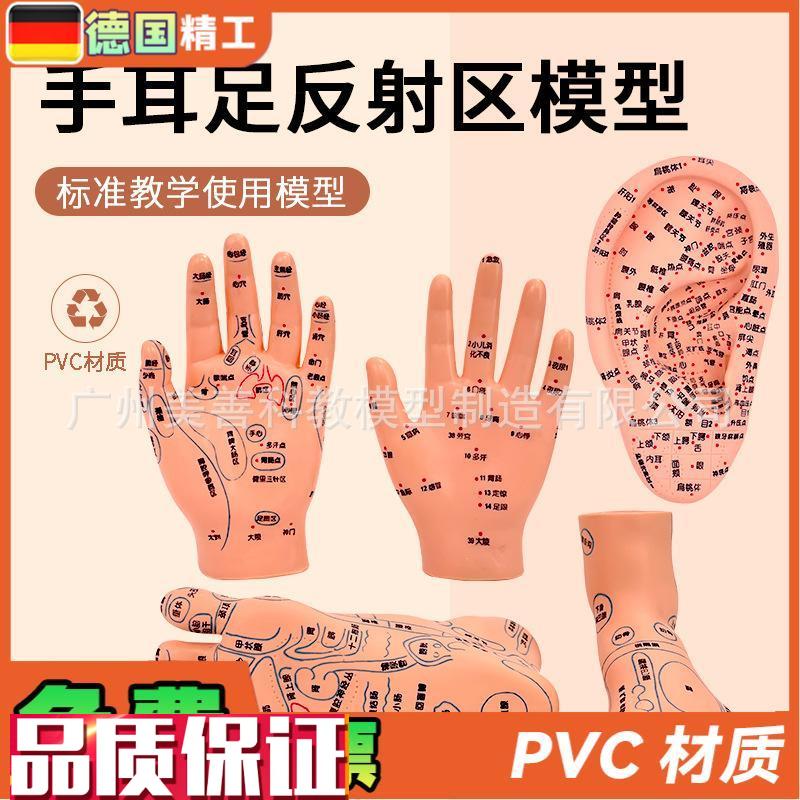 针灸足底脚模反射眼睛图脚穴位模型足部底耳模耳S朵手经络手部推