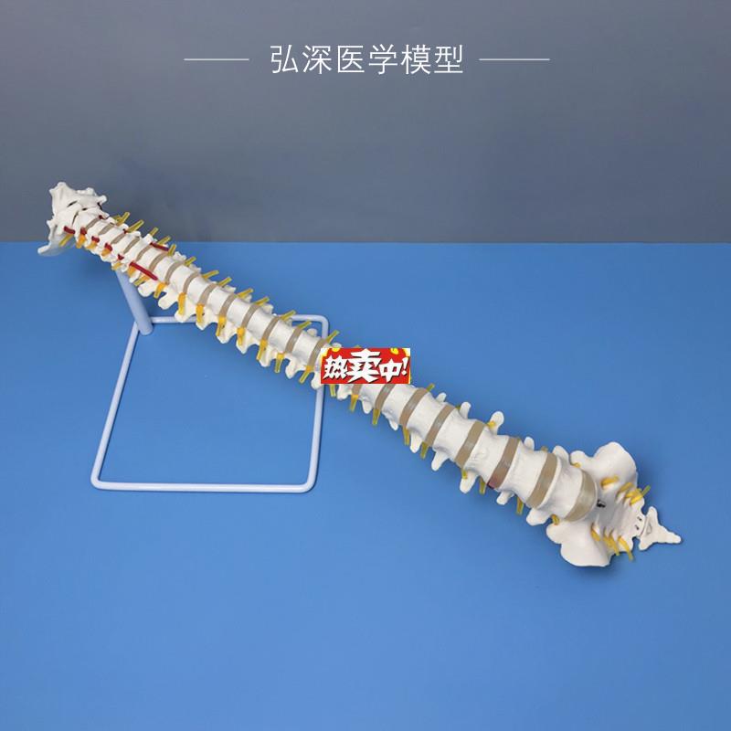 热销人体脊柱模型1K比1脊椎尾骨骼可动弯曲颈胸腰椎间盘颈动脉神