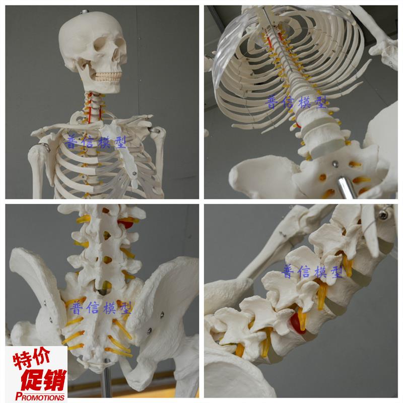 普信包邮高度逼真美术医用艺用170cm人体大骨R骼模型骷髅健身骨架
