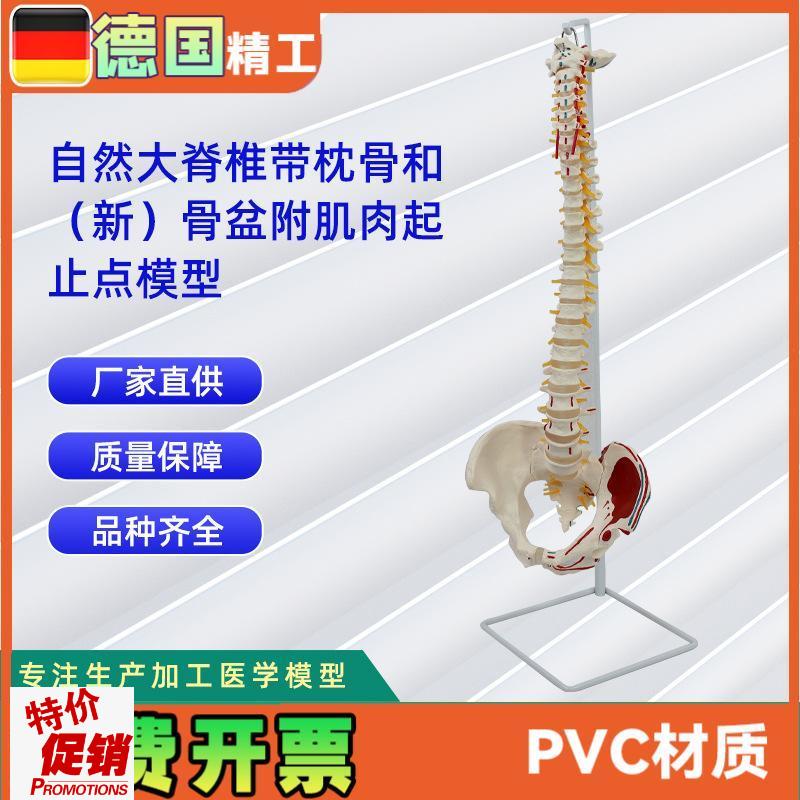 自然大脊椎带枕骨和新骨盆附肌C肉起止点模型人体骨骼教学模型
