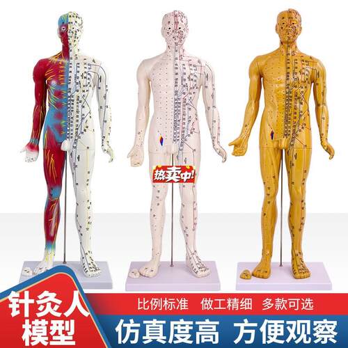 热销6085CM中医人体针y灸十二经络穴位模型标准全身小铜人教学模