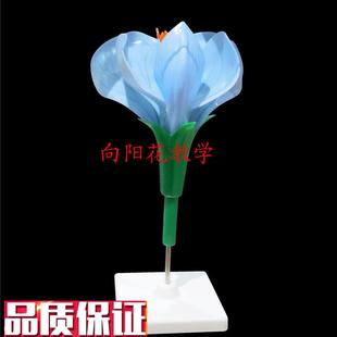 包邮 向阳花豌豆花模型教学生F物模型厂家直销