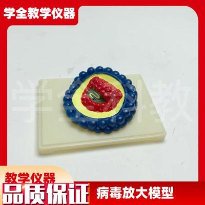 病毒放大模型生物课演示教u具实验器材医用课堂教学病毒放大模型