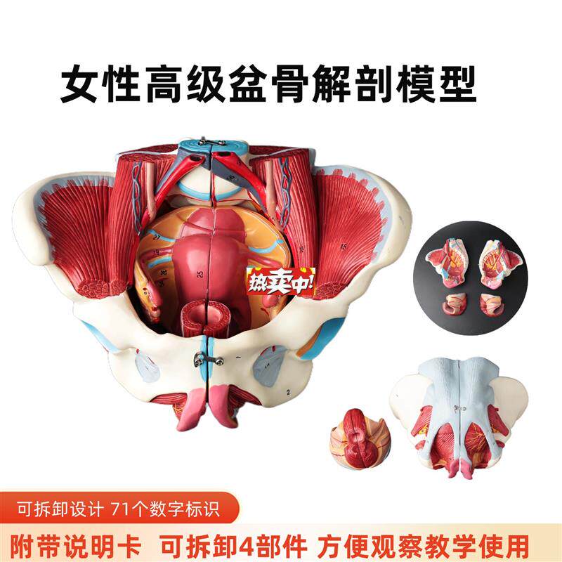 热销女性骨盆模型盆底肌带生G殖器血管神经肌肉子宫人体解剖教学