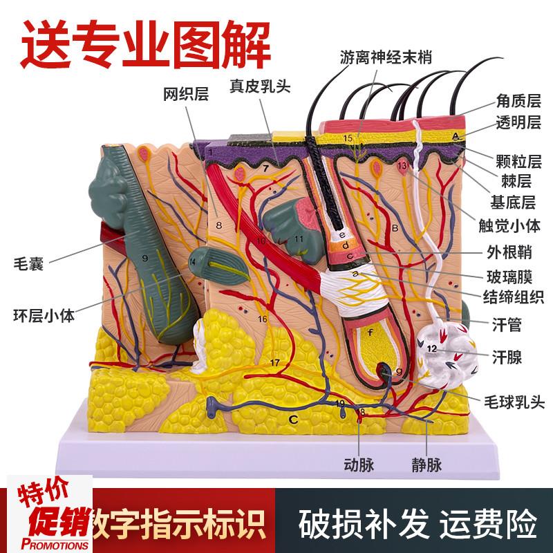 50倍人体皮肤组织结构放t大解剖模型医学美容整形立体皮肤放大模