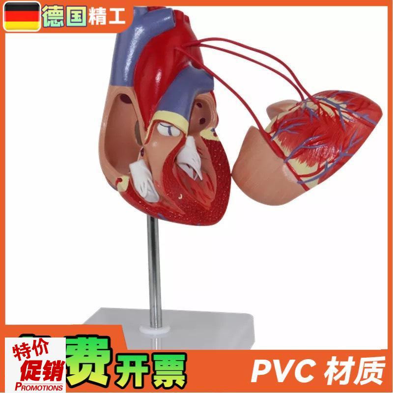 德国】KX-A400a普信心x脏搭桥心解剖心血管人体心脏心内科模型