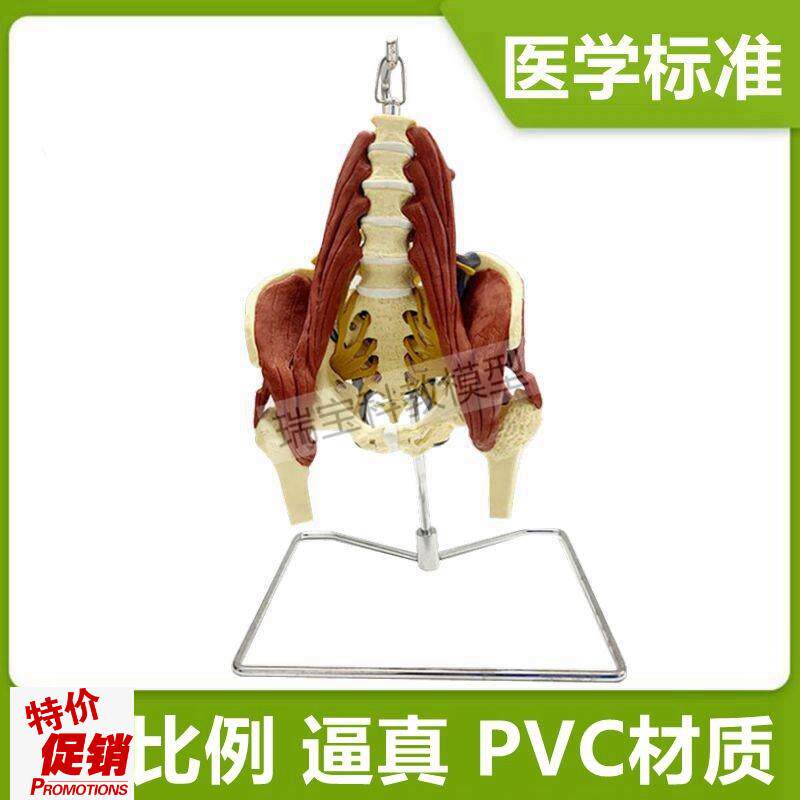 人体腰椎模型h肌肉神经骨盆产后康复正骨按摩月嫂家政技能培训坐