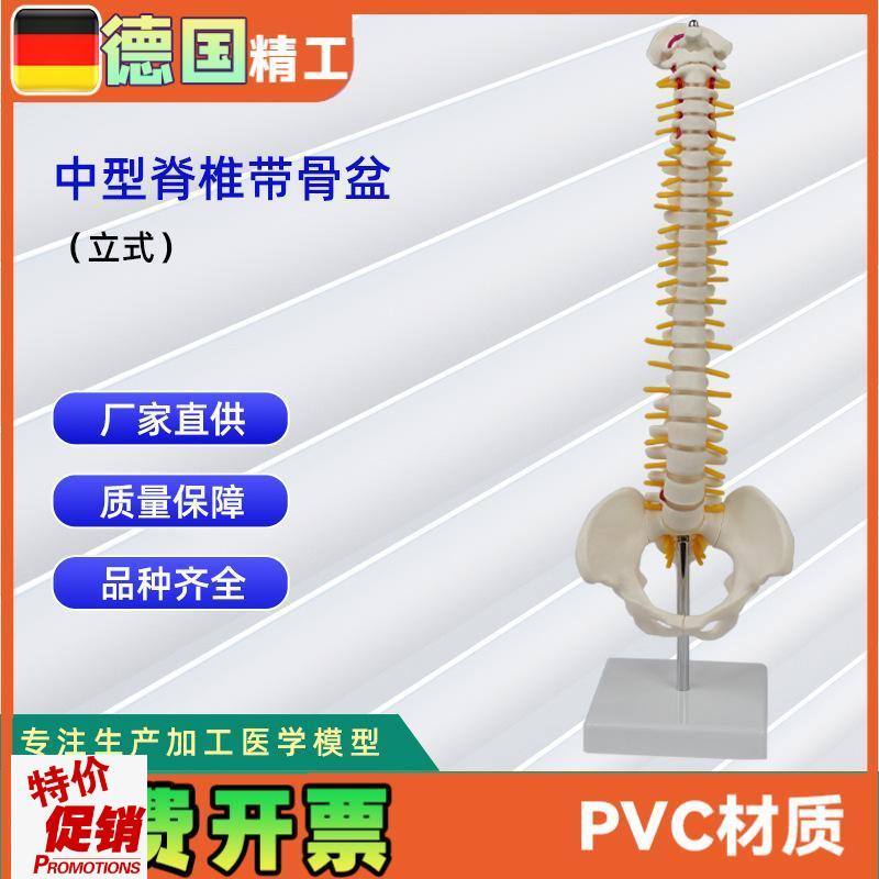 中型脊椎带骨h盆(立式)模型人体骨骼模型脊椎模型