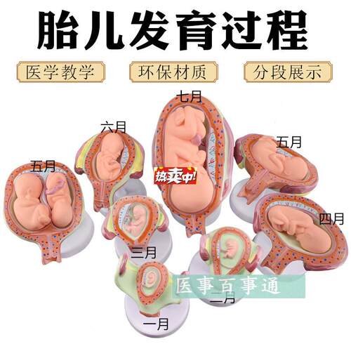 热销妊娠发育过程模D型胚胎计划生育模型计生展示模型胎儿模型子