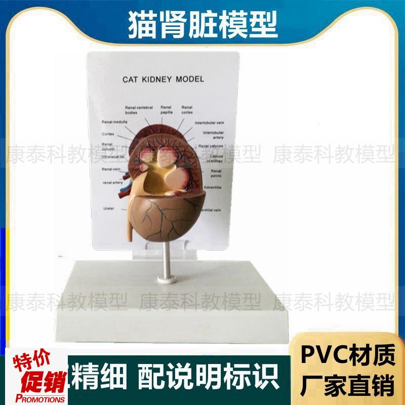 猫咪肾脏模型仿i真塑胶模具猫科动物内脏泌尿器官宠物医生兽医教