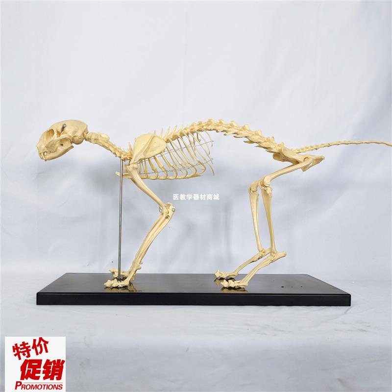 高仿真猫骨架标本猫全q身骨骼模型动物骨头关节兽医宠物医院用具