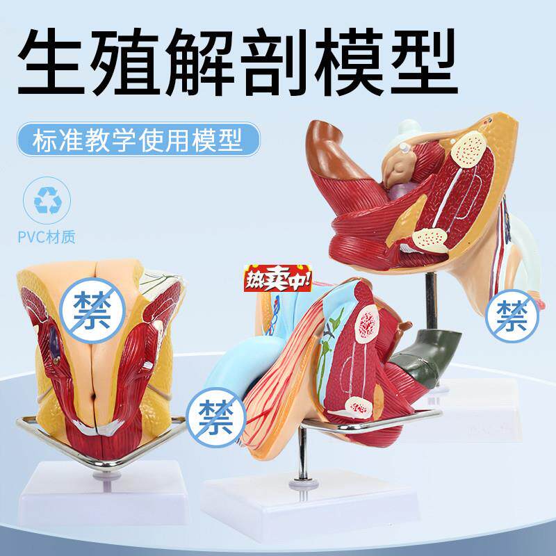 热销男女性内外生殖器层d次解剖模型女性子宫生殖系统构造解剖模