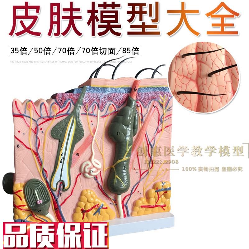 立体皮肤模型皮肤切面模型皮肤层次结构皮肤S放大模型美容整形