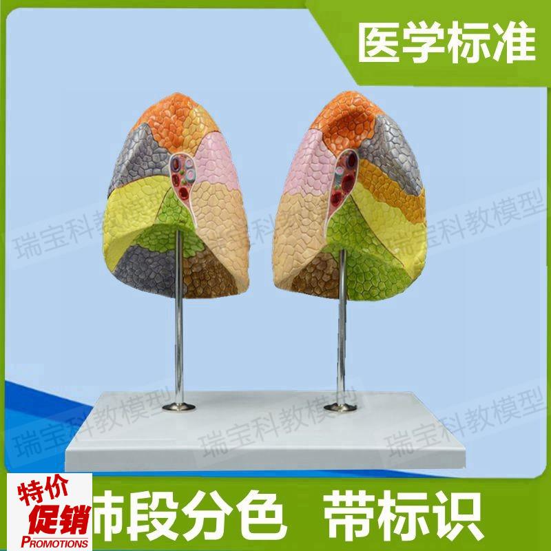 人体肺段模型分区标识左右肺叶解剖支气管肺泡生物V医用教具展示