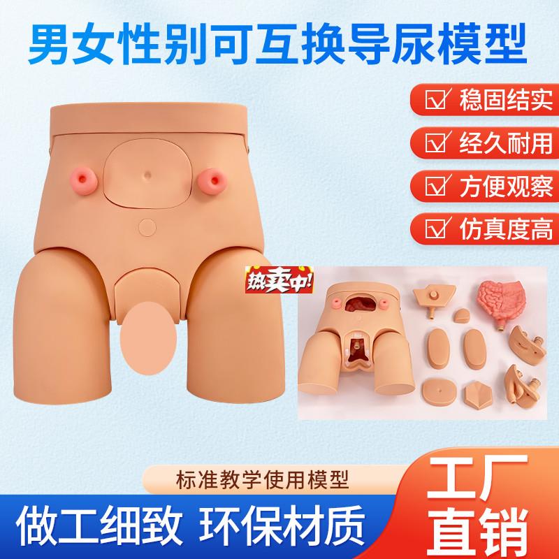 热销导尿模具高级H男女可互换内外生殖器导尿模型导尿直观练习模