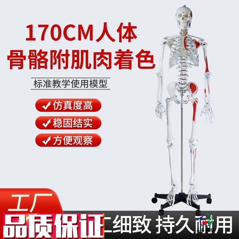 170CM医学全身人体骨骼模型骨A盆瑜伽关节可拆卸解剖肌肉结构骨架