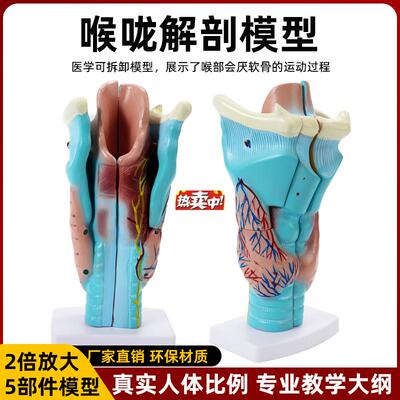 热销仿真喉咙咽喉两倍放大解剖模型标本n喉部血管甲状腺喉结头医
