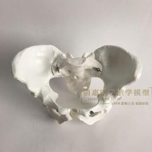 包邮1比1女性骨盆模型髂骨坐骨耻骨I演示模型盆骨医用骨骼模型
