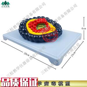 微生物学病毒模型冠状病毒y初中生物教具小学科学教学仪器