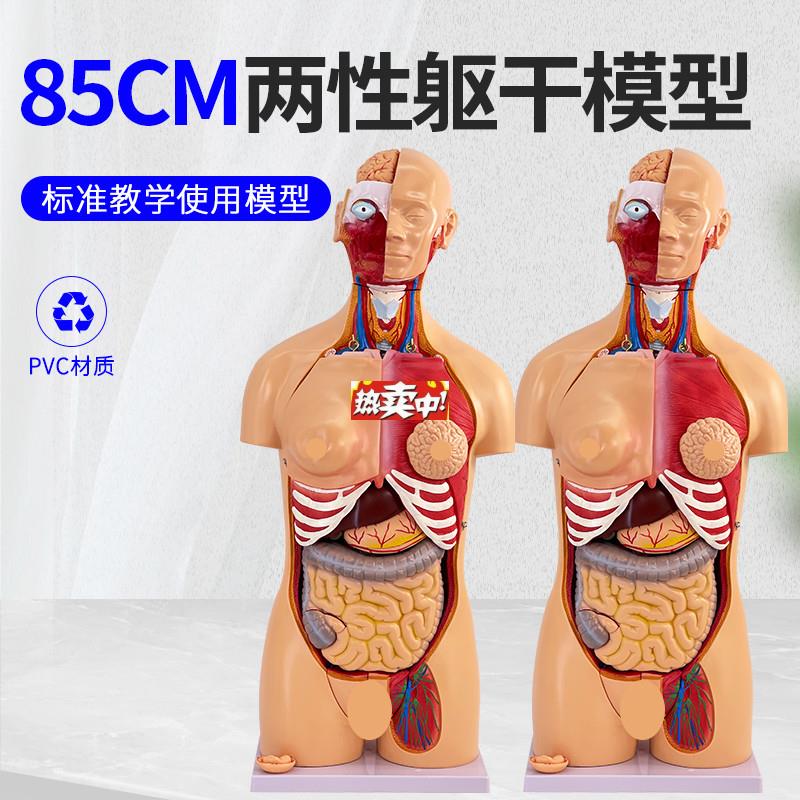 热销85CM两性躯干解Y剖模型可拆分为40件医学用人体解剖躯干模