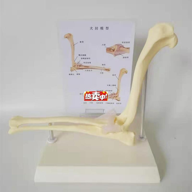 热销宠物兽医教学用狗肘Y关节模型狗骨架医学展示模