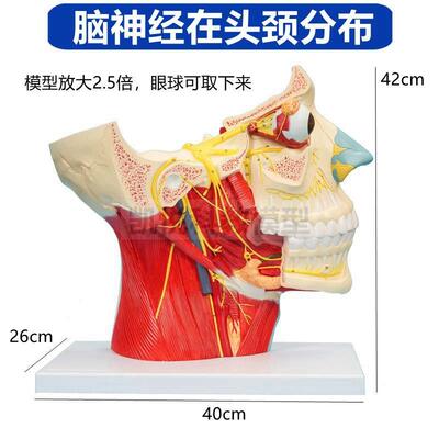 脑神经模型12对颅内分布头面部深浅层动脉静脉R神经微整形医美肌