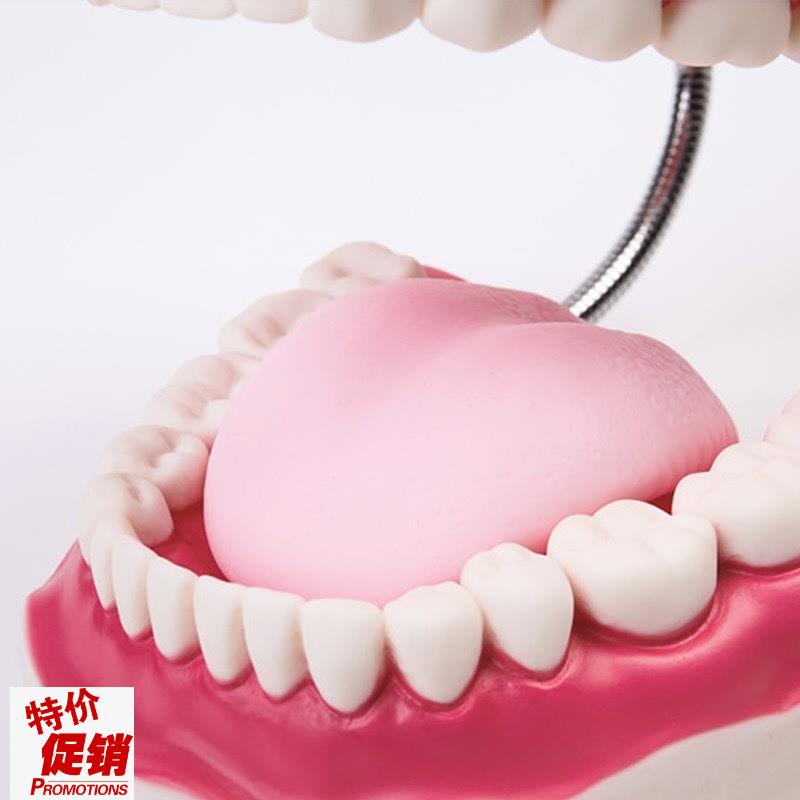 高级口腔护理模型牙保健刷牙演示教学幼儿园Y牙演示教具