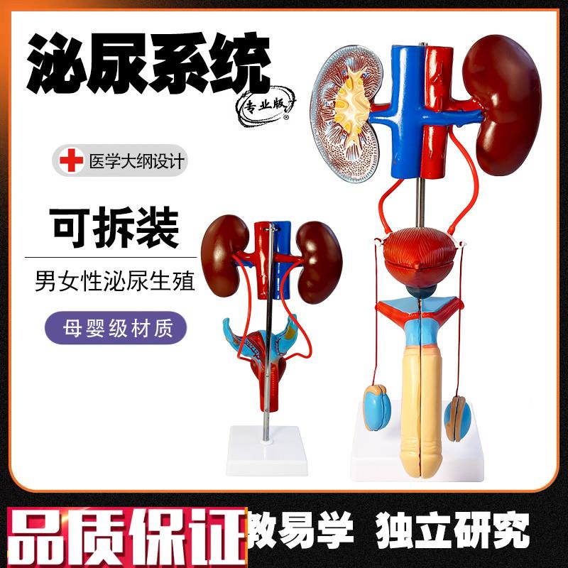 男女性生殖器官结构解剖模型可拆装人体泌尿系统肾U脏子宫尿道模