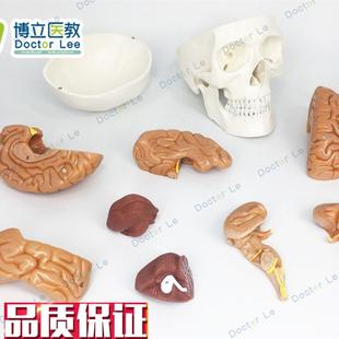 1比1大小人体头颅骨模型头骨模型脑解T剖大脑模型医用