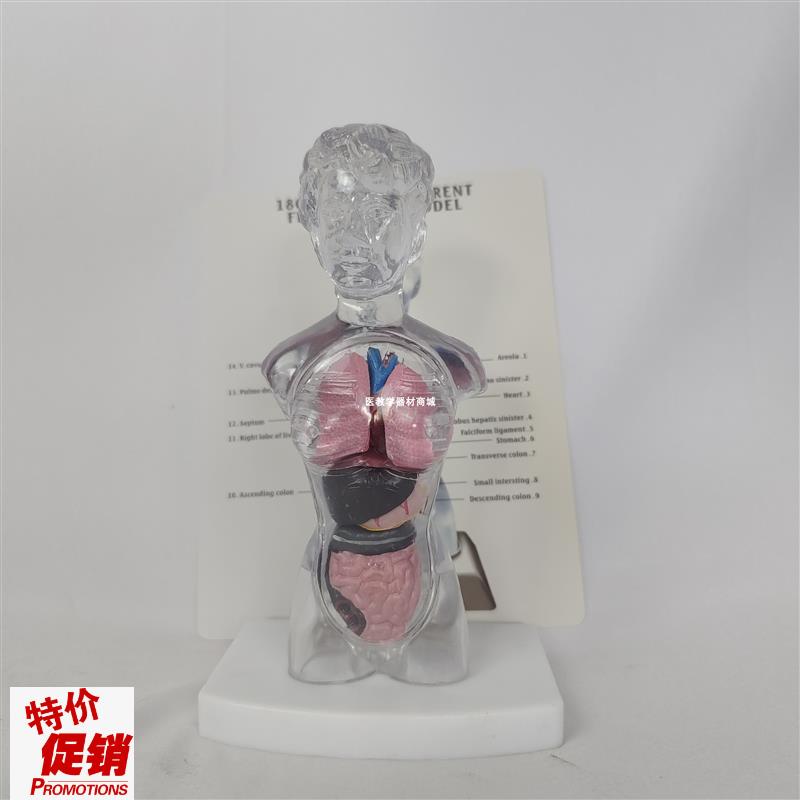 18cm透明人g体躯干解剖模型内脏器官拆卸演示教学教具玩具13件可