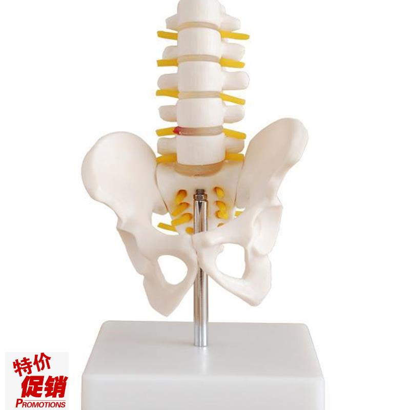 小型骨盆带五节腰椎p模型人体盆骨骨骼解剖标本教学模具