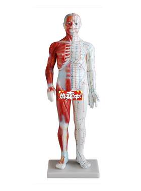 热销60cm人体针灸模型附g肌肉解剖中医经络针灸人模医教人体穴位