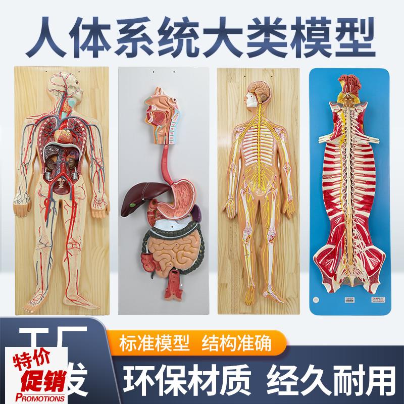 人体八/九大系统模型p血液循环神经消化内分泌运动淋巴泌尿系统