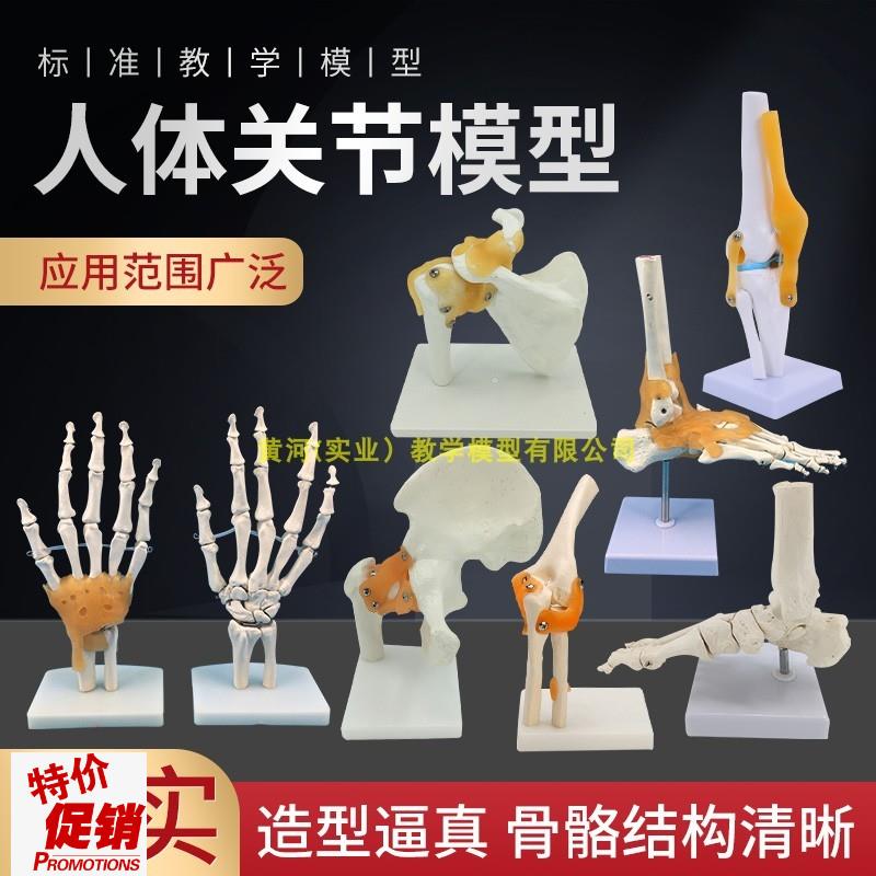 人体膝关节功能模型肩关节肘关节手关F节脚关节髋关节可动骨骼模