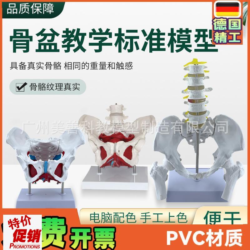 可活动女性骨盆生殖器官模型盆腔盆底肌结K构附盆底肌二节腰椎模