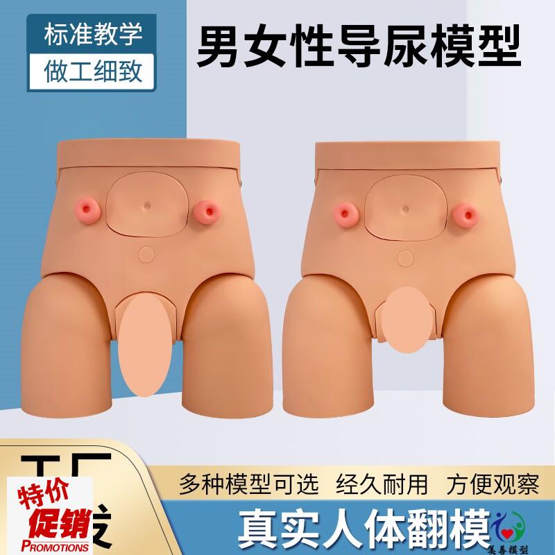 高级女性导尿训练模型导尿术x练习模型灌肠模型护理导尿教学模型