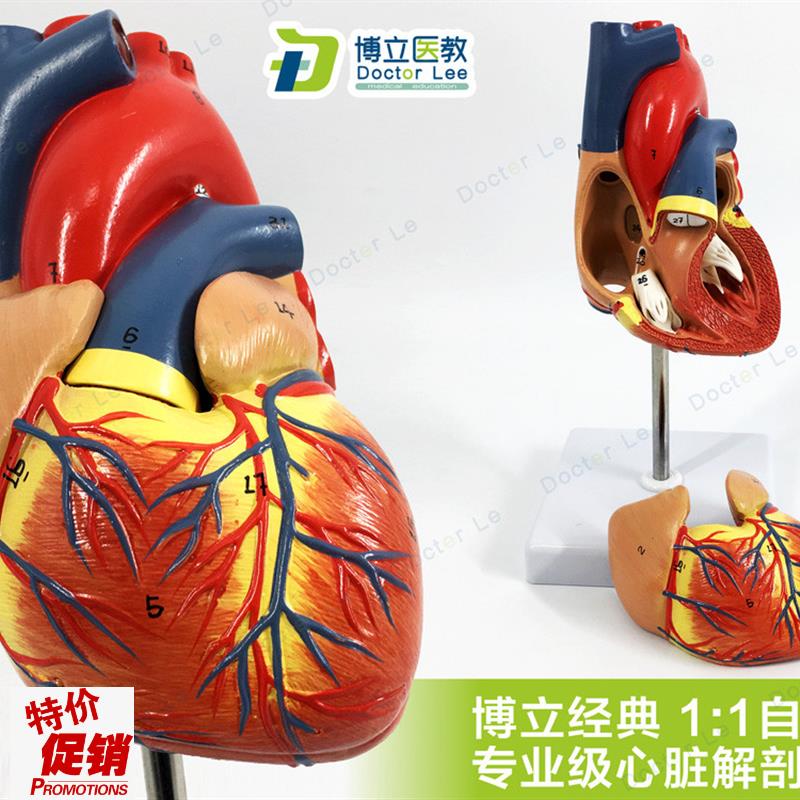 教学仿真1:1i人体心脏模型B超彩超声医学心内科自然大心脏解剖模