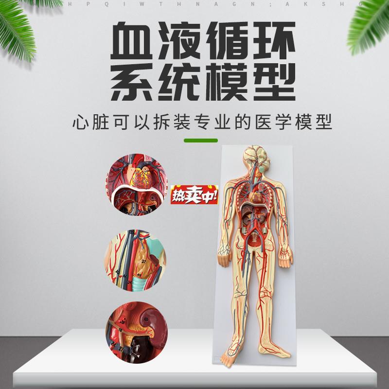 热销人体血液循环系统模型全身内脏器官解剖教学教具心x脏血管演