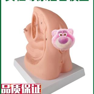 女性导尿插管模型l男用女用膀胱输尿管造影模具假人教学教具