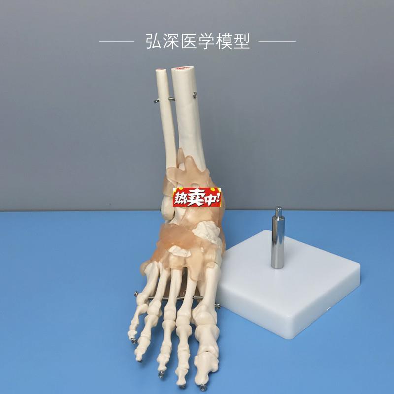 热销脚骨模型人体脚踝关节u附韧带脚掌部骨骼结构足部趾骨医学教